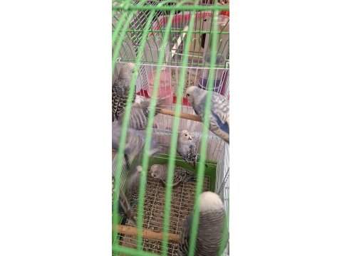 7 yavru muhabbet kuşu