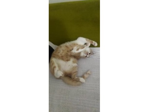 Sahiplendirme kedimiz için