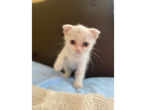 Scottihsh fold bebeğimiz uygun puanlı