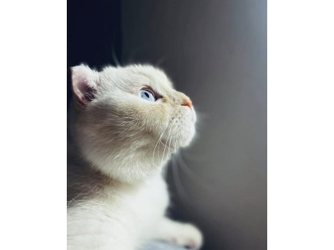Ücretsiz sahiplendirme scottish fold kedimiz
