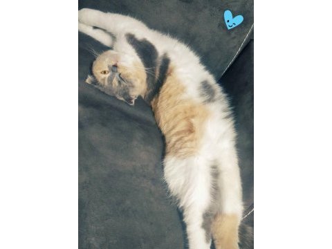 1 yaş calıco scottish fold