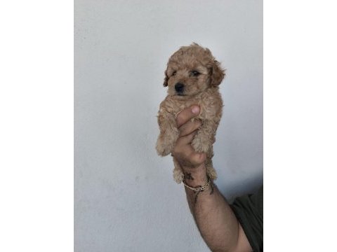 Toy poodle bebekler