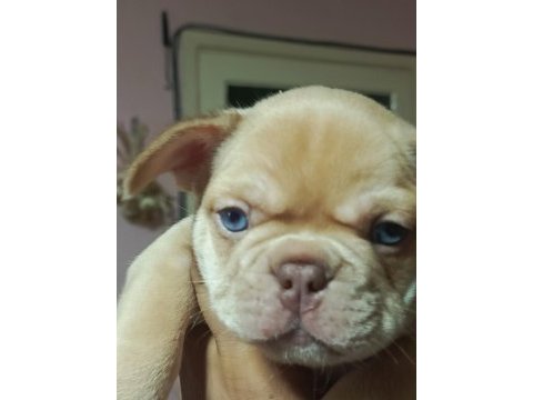 Egzotik french bulldog