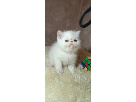 Böyle güzellikte başka iran kedisi yok