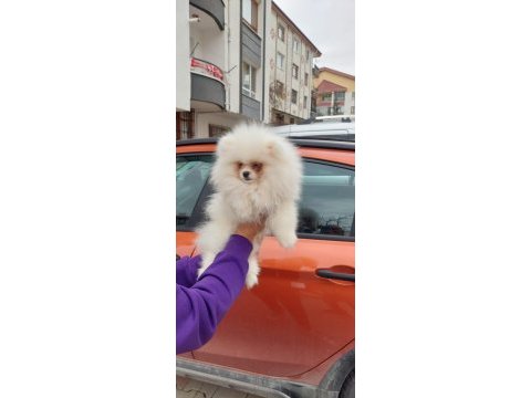 Sevimli pati pomeranian