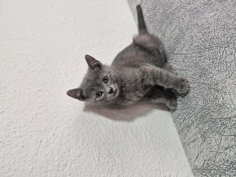 2 aylık yavrular eğitimleri tamam scottish fold