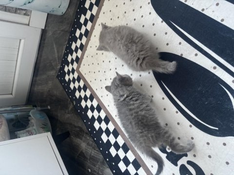 Erkek dişi british shorthair