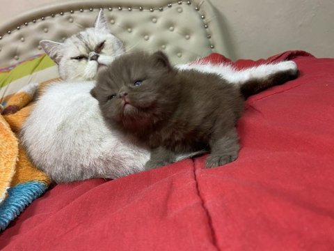 British shorthair chocolate