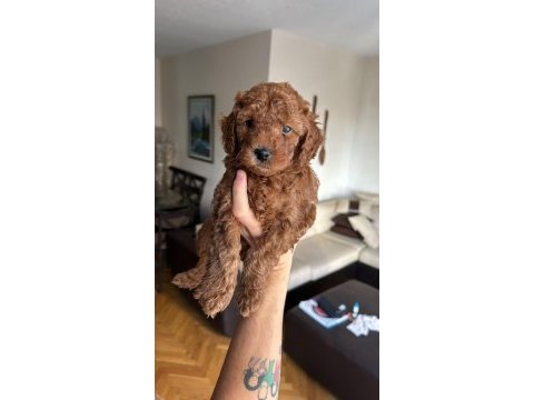 Red brown toy poodle yavrular