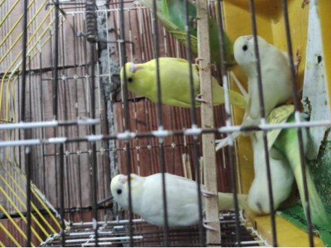Bayram şekerleri yeni yeme düşmüş yavru muhabbet kuşu