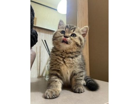Bebeksu british shorthairler