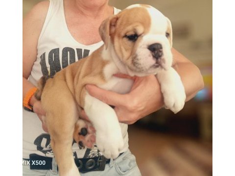 Mükemmel kalite ingiliz bulldog yarılarımız