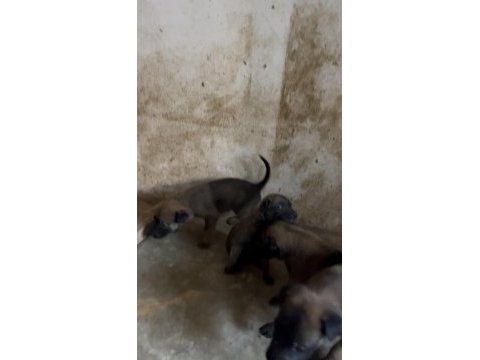 Yeni doğan belçika kurdu yavrularım