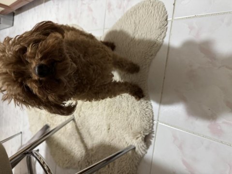 Dark red brown yetişkin kore poodle