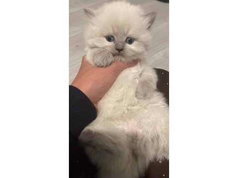 Blue point british longhair kedilerim