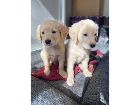 Muhteşem babyface golden retriever yavrular