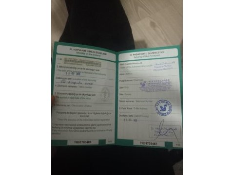 Eşimin hastalığından dolayı acil siyam kedisi