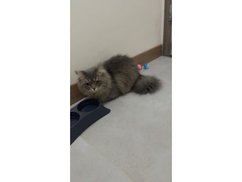 Maine coon oğlum acil yuva arıyor