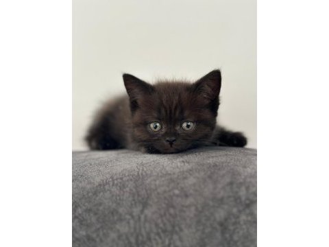 2 erkek 3 dişi 2.5 aylık scottish fold yavrular