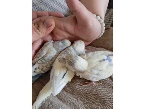 Yavru ve 3 aylık muhabbet kuşları
