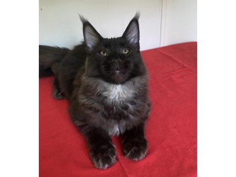Kocaman maine coon erkek ns