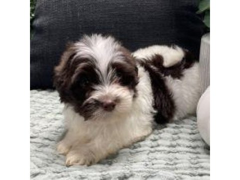 Kapınıza teslim morkie yavrular