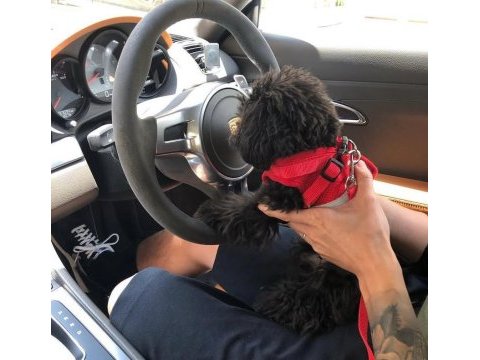 Teacup black poodle