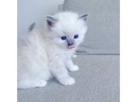 Ragdoll dişi ve erkek yavrular