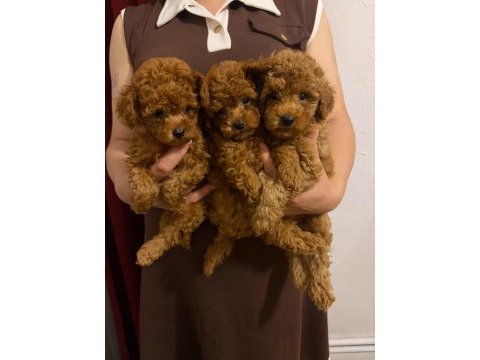 Toy poodle köpeği 2 aylık