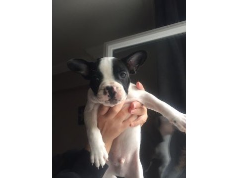 French bolldog yavruları
