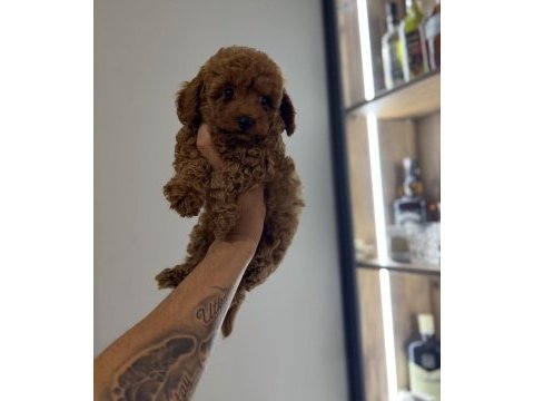 Oyun delisi poodle bebekler