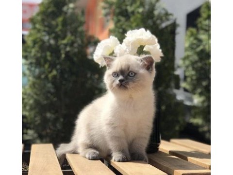 Ayı surat british shorthair yavrular 