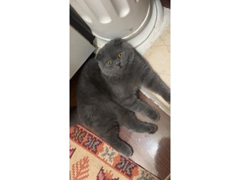 Scottish fold gözümün bebeği