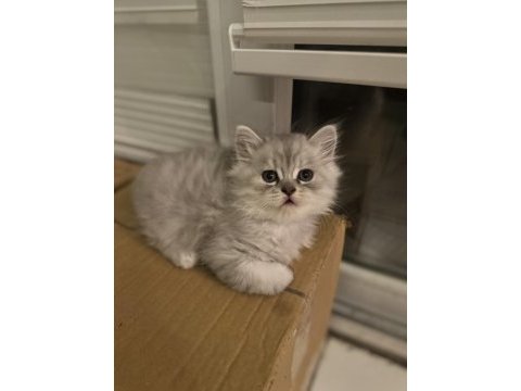 British longhair yavru erkek