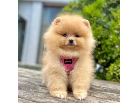 Sevimli pomeranian boo yavrularımız
