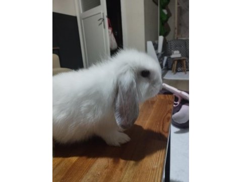 Lop tavşanı fırsat