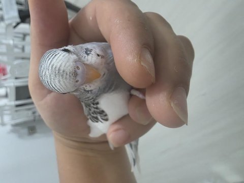 1 aylık muhabbet kuşu