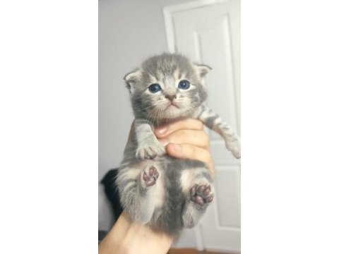 En özel renklerde tatlı scottish fold yavrularımız