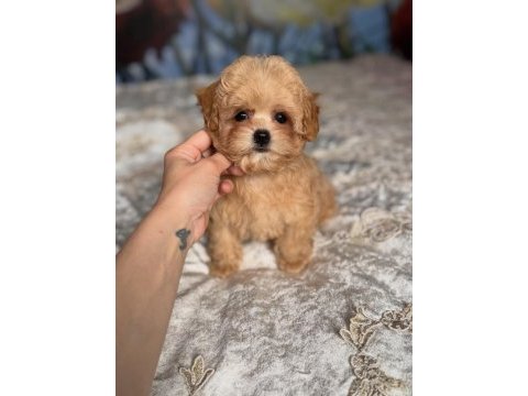 Dünya tatlısı maltipoo yavruları 