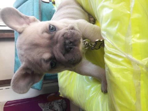 Sahiplendirme french bulldog erkek