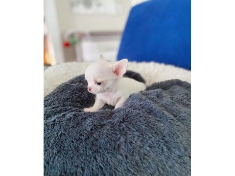 Referanslarımız için instagram