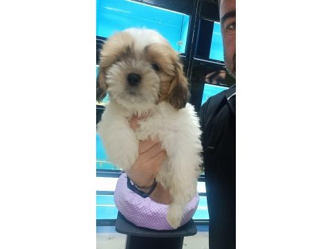 3 aylık dişi shih tzu yavrular