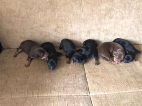 4 erkek 1 dişi minyatür pinscher yavruları