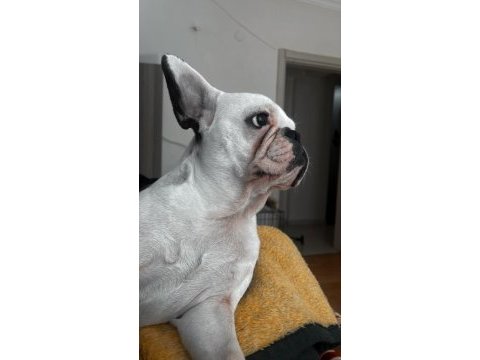 Sevimli french bulldog köpeğimiz miya