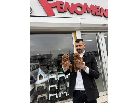 Show kalite toy poodle yavruları fenomen pets ankara