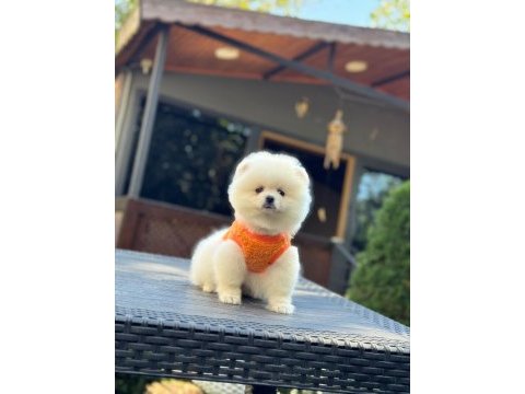 Sağlık ve ırk garantili pomeranian