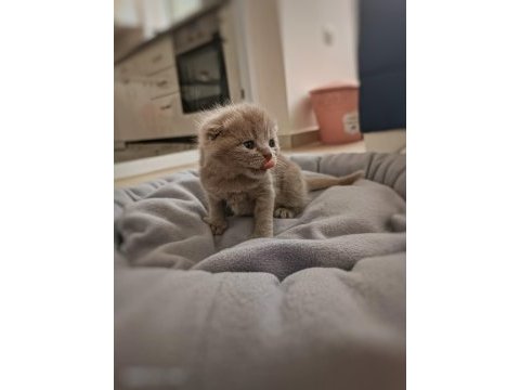 Kusursuz scottish fold lilac/black yavrular