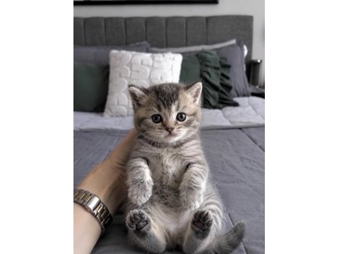 Whiskas british shorthair bebeğim