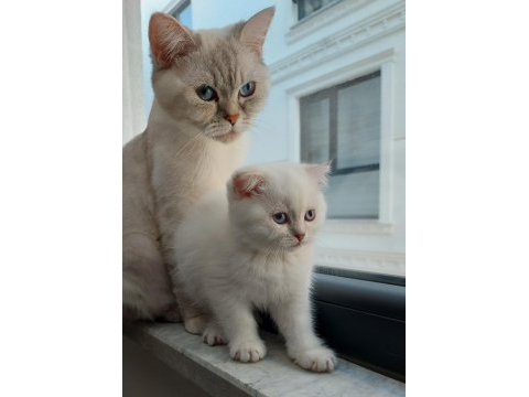 Scottish fold kızım yeni yuvasını bekliyor