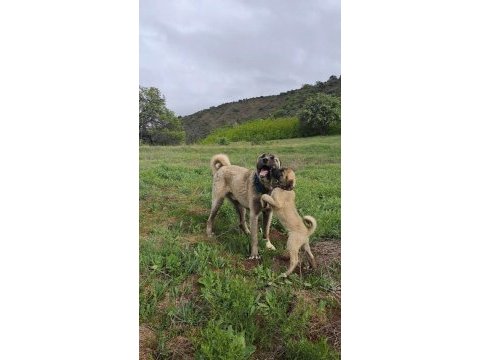 2 buçuk aylık kangal